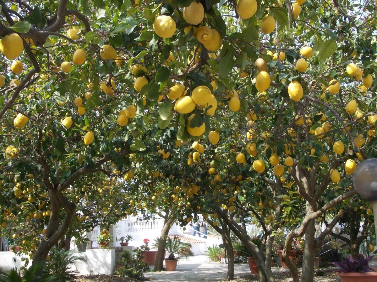 Residence Limoneto Ischia Forio  Ngoại thất bức ảnh